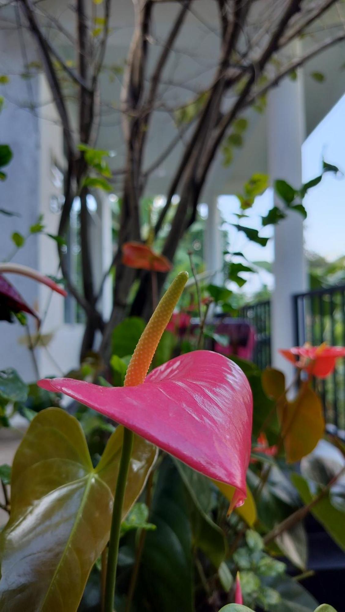 The Bliss Homestay إيلا المظهر الخارجي الصورة